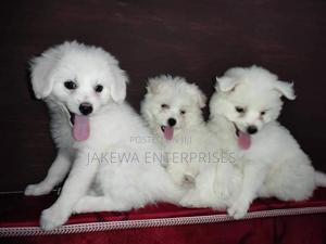 1-3 months Female Purebred Maltese - thumbnail 2