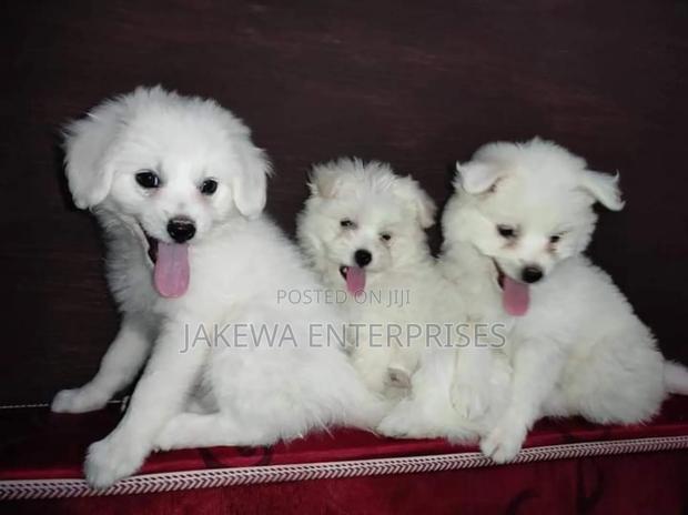 1-3 months Female Purebred Maltese - main view