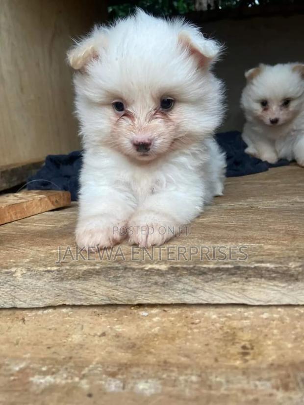 1-3 months Male Purebred Maltese - main view