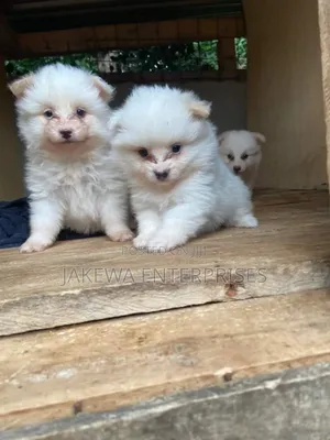 1-3 months Female Purebred Maltese