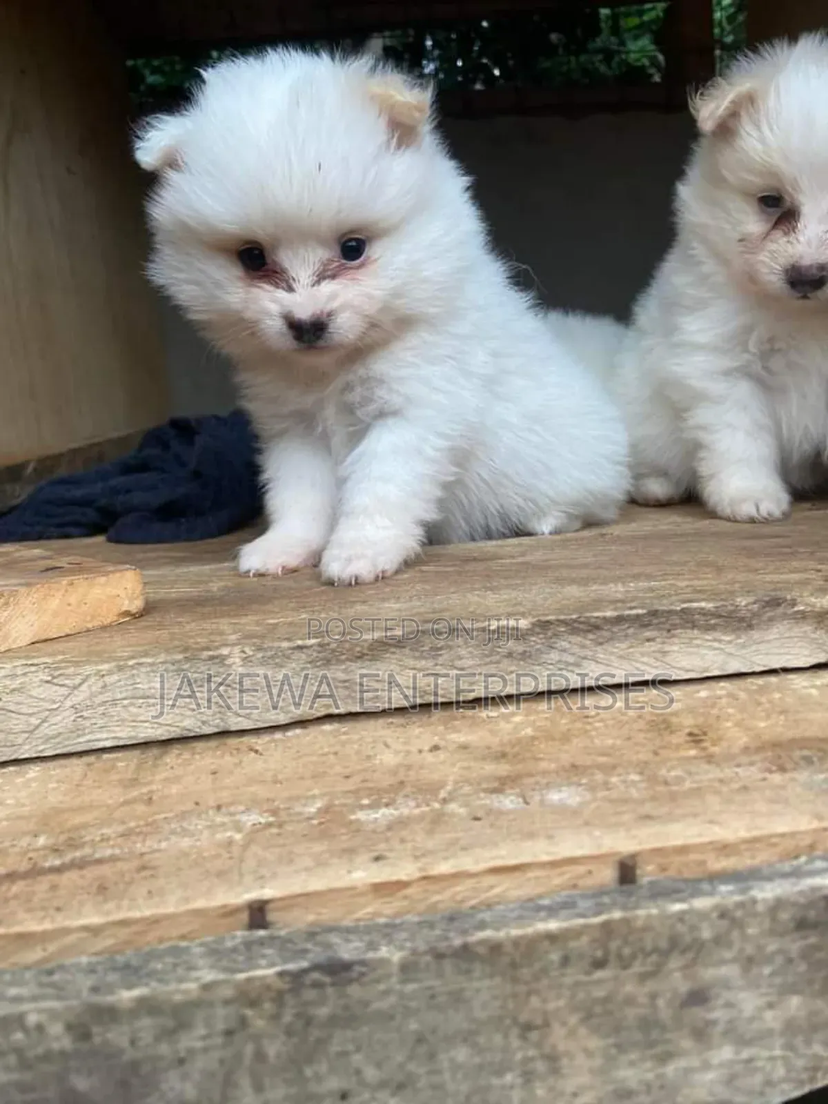 1-3 months Male Purebred Maltese
