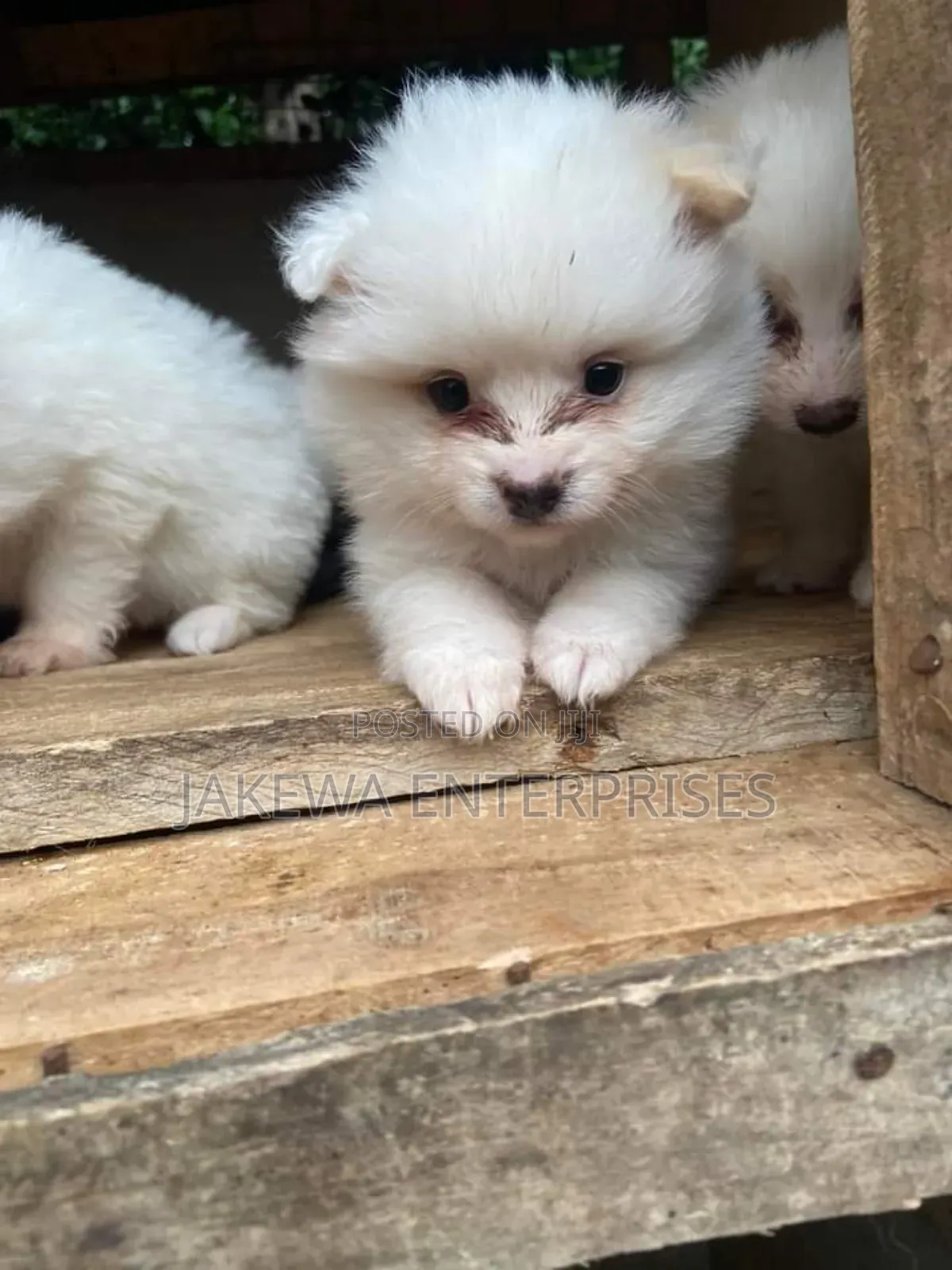 1-3 months Male Purebred Maltese