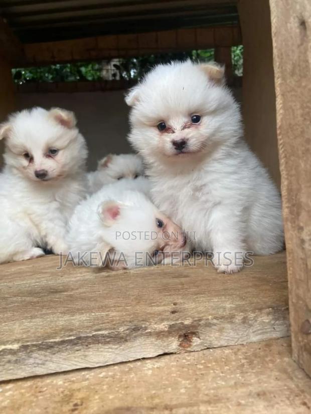 1-3 months Female Purebred Maltese