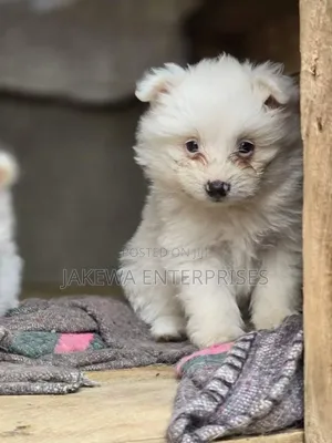 1-3 months Male Purebred Maltese