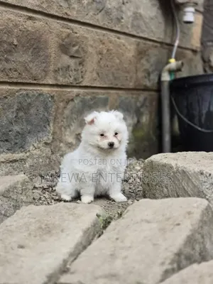 1-3 months Male Purebred Maltese