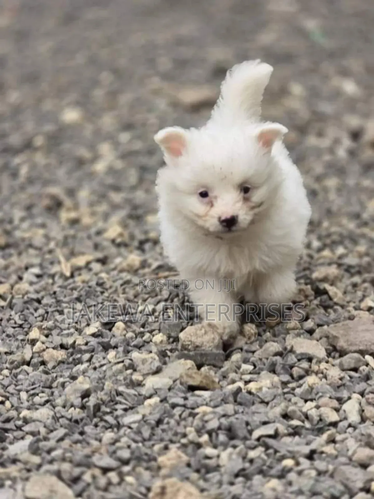 1-3 months Male Purebred Maltese