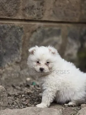 1-3 months Male Purebred Maltese