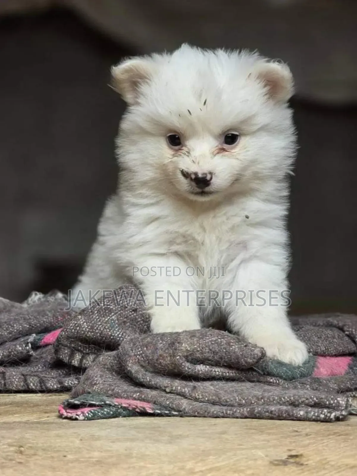 1-3 months Male Purebred Maltese