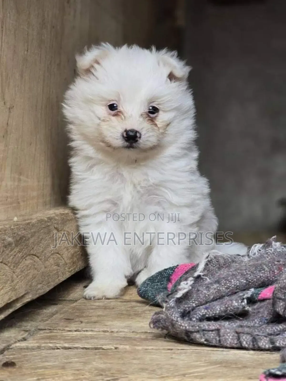 1-3 months Male Purebred Maltese