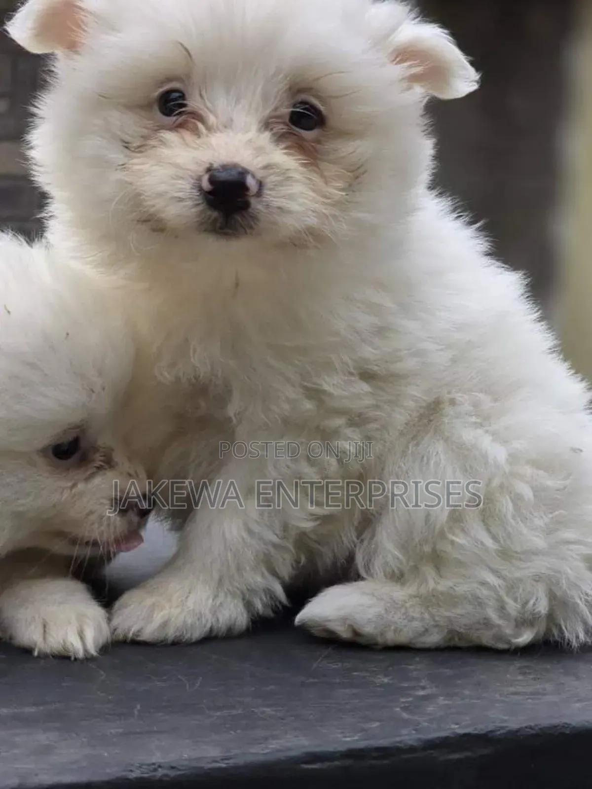 1-3 months Male Purebred Maltese