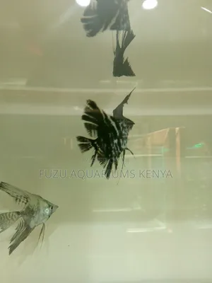 Large Angel Fish