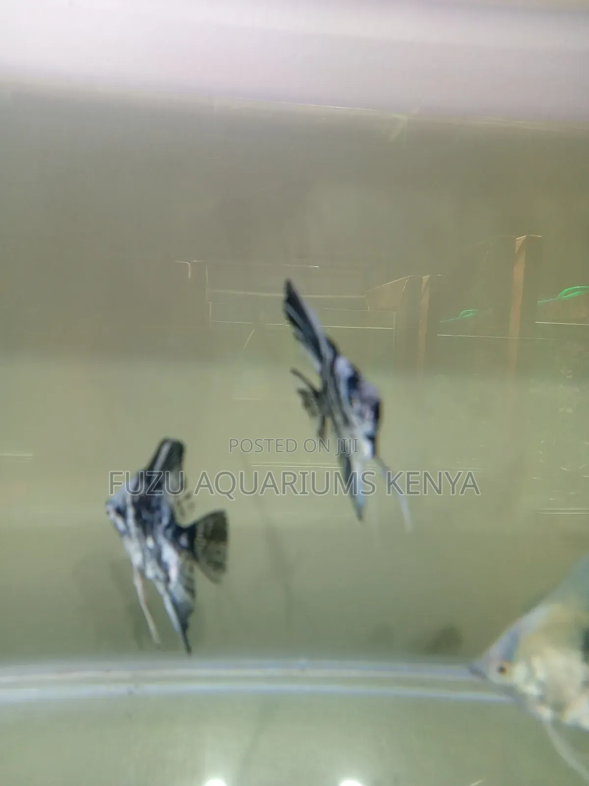 Large Angel Fish - Aquarium