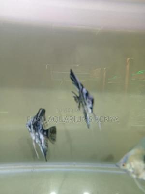 Large Angel Fish - Aquarium - thumbnail 2