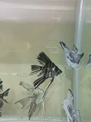 Large Healthy Angel Fish