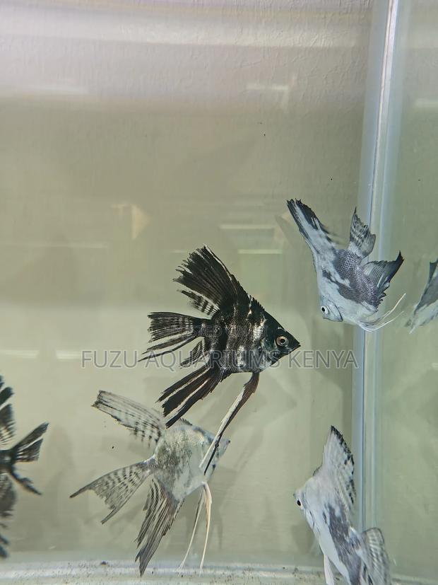 Large Healthy Angel Fish - main view