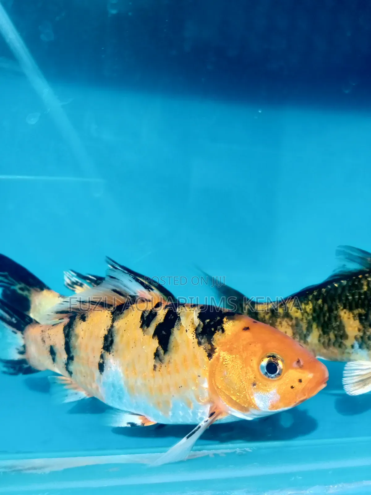 Beautiful Large Koi Fish