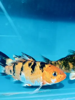 Beautiful Large Koi Fish