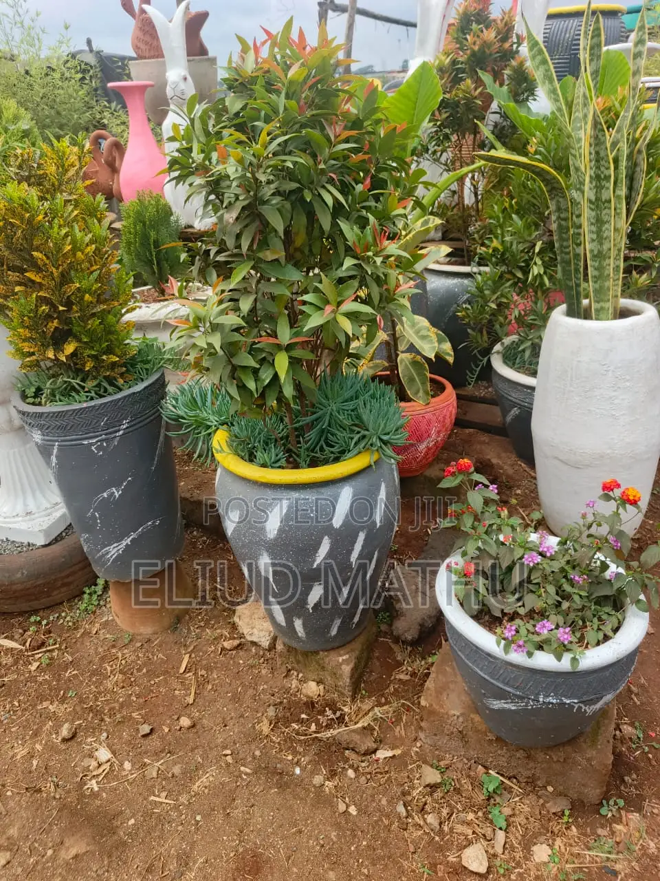 Flower Pot With the Plant