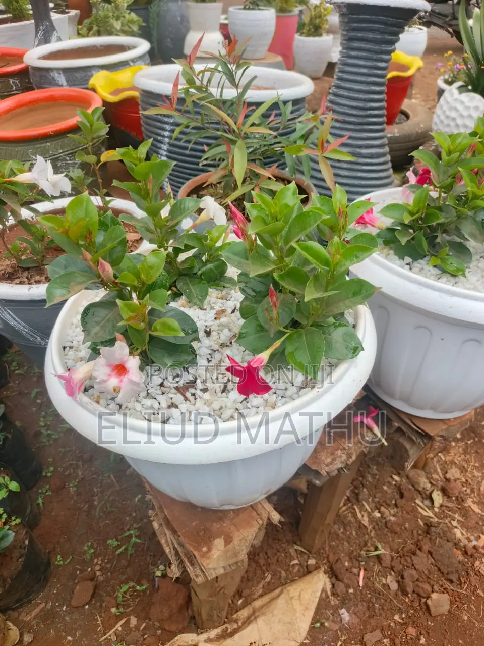 Pot With the Plant
