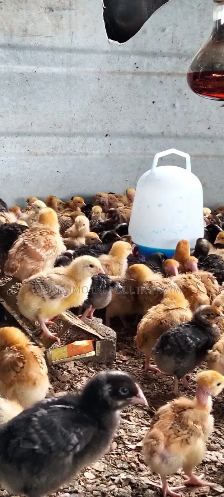 2weeks Chicks
