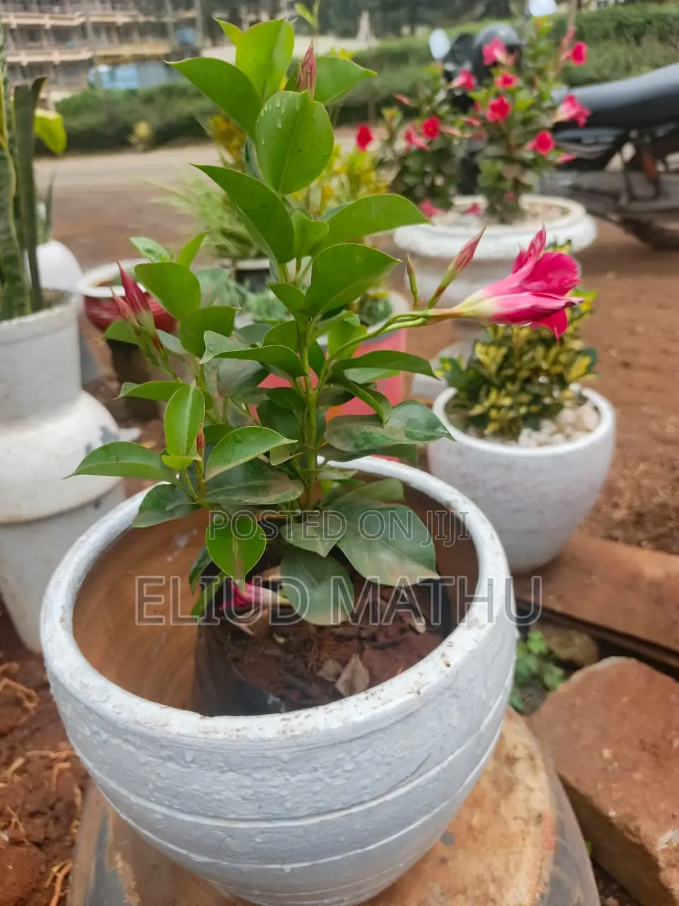 Pot With a Flower