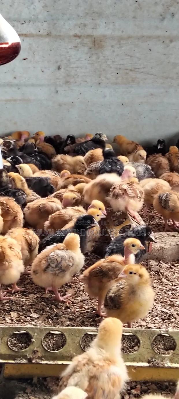 2weeks Chicks - thumbnail 3