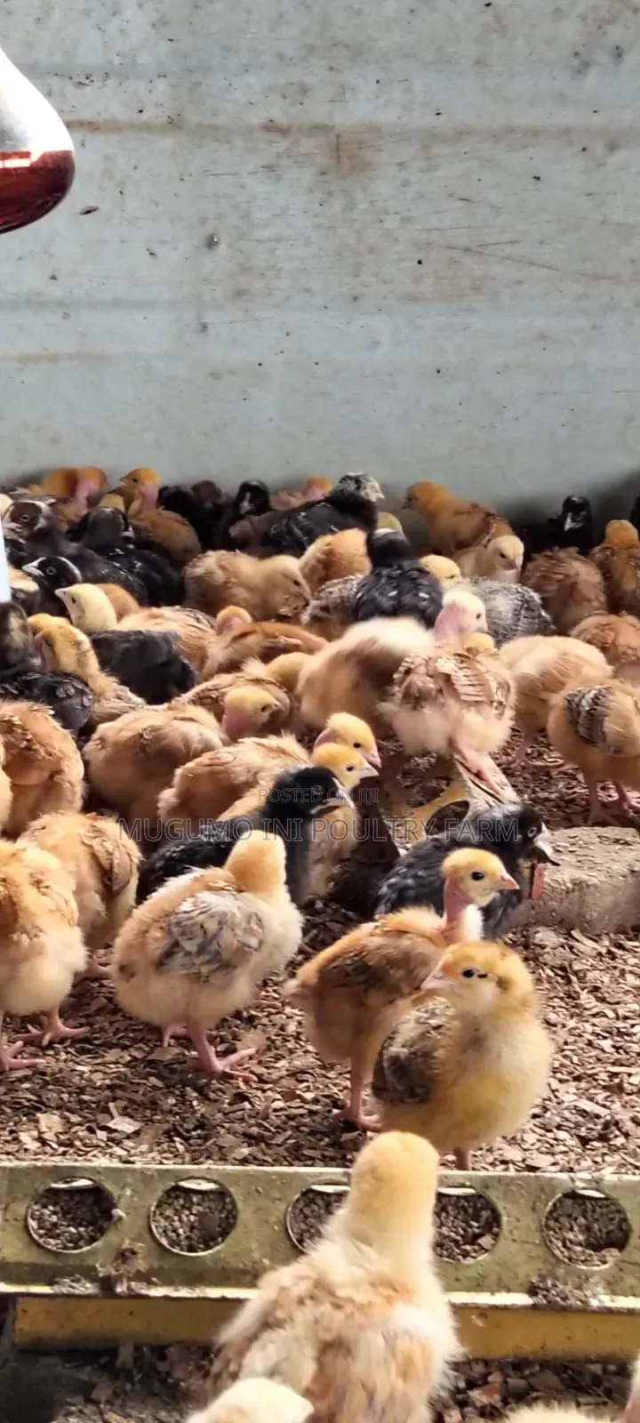 2weeks Chicks
