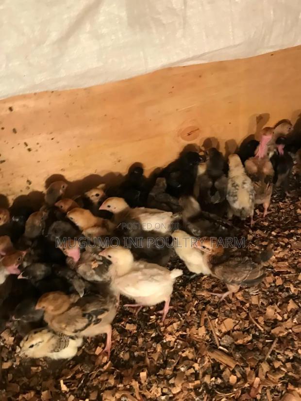 3weeks Chicks - main view