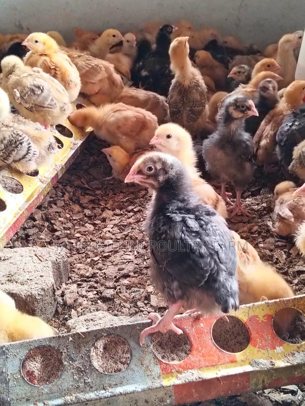 3weeks Chicks - thumbnail 3