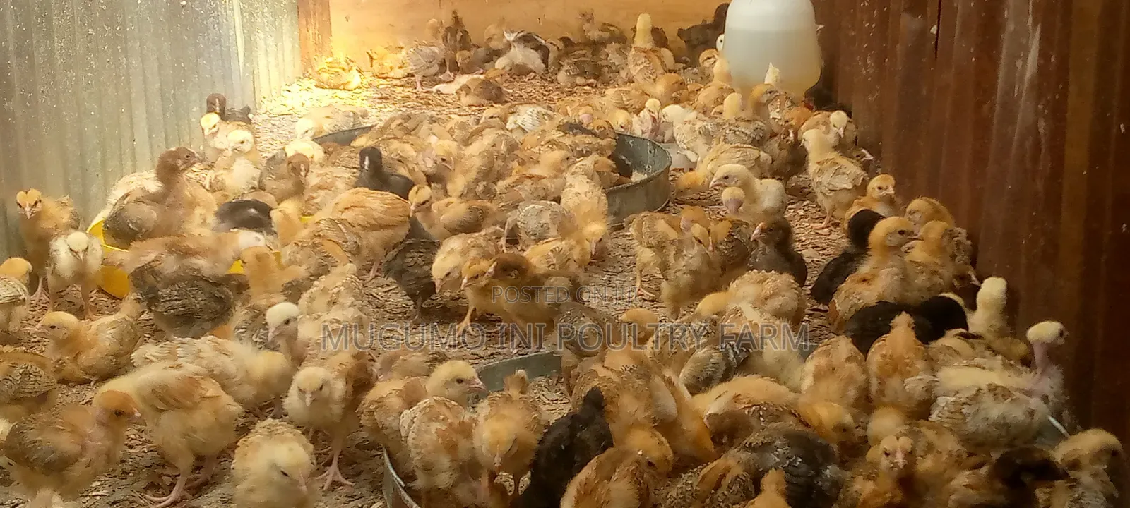 3weeks Chicks