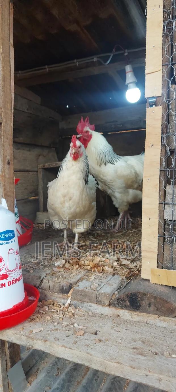 Light Sussex Day Old Chicks - thumbnail 2