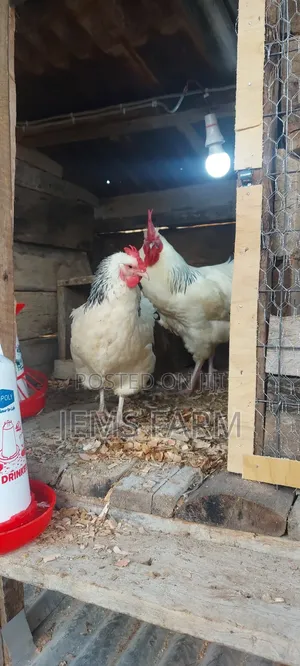 Light Sussex Day Old Chicks