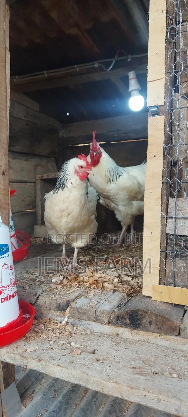 Light Sussex Day Old Chicks - thumbnail 3