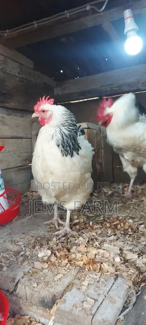 Light Sussex Day Old Chicks