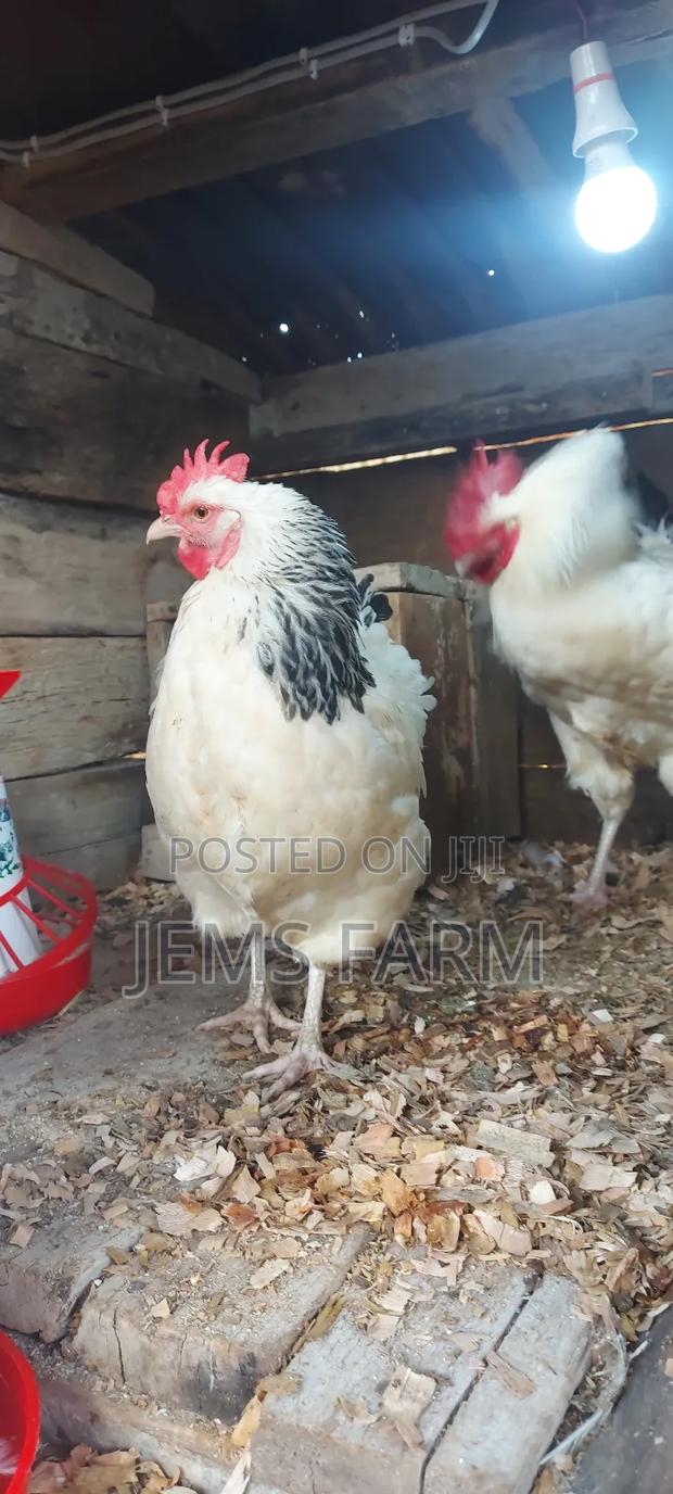 Light Sussex Day Old Chicks - thumbnail 4