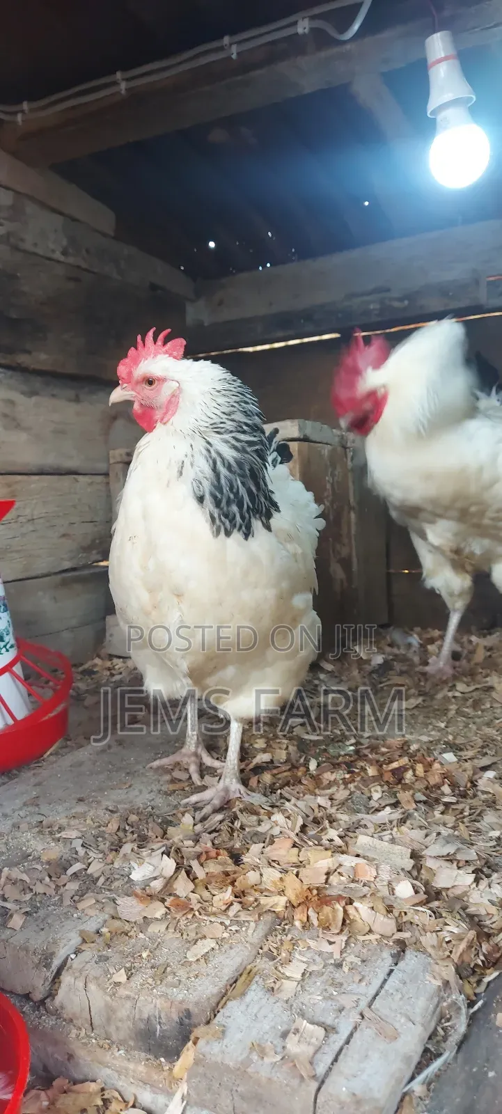 Light Sussex Day Old Chicks