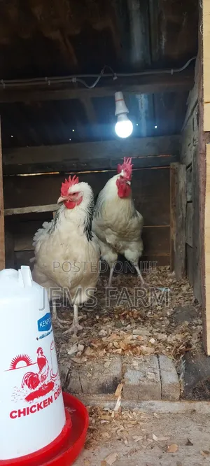 Light Sussex Day Old Chicks