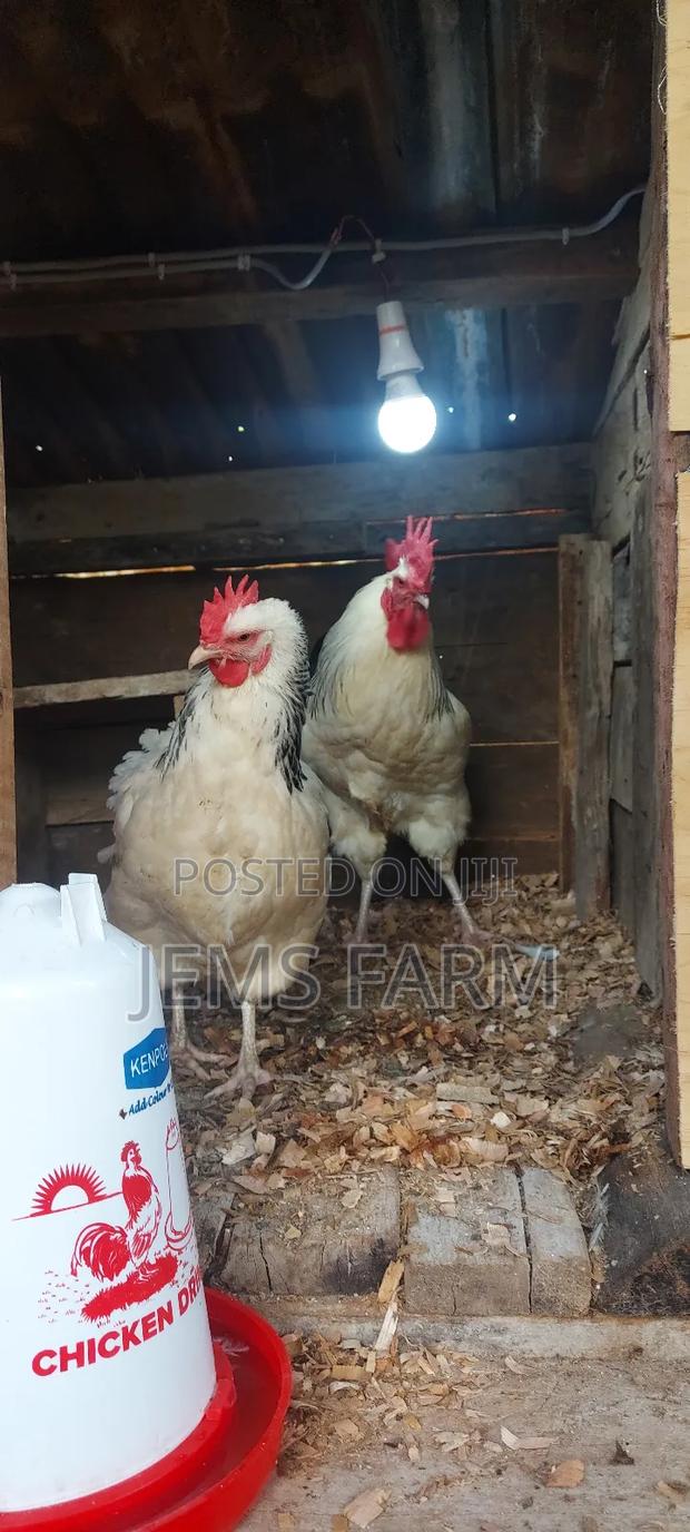 Light Sussex Day Old Chicks - thumbnail 5