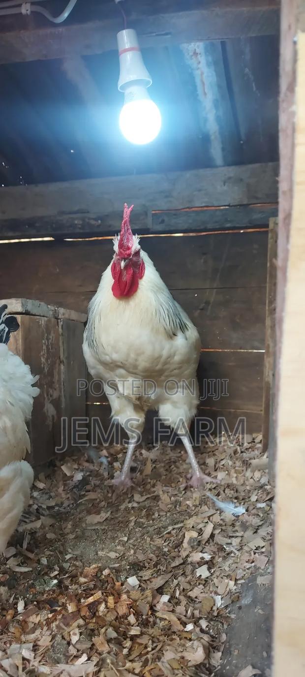 Light Sussex Day Old Chicks - thumbnail 6