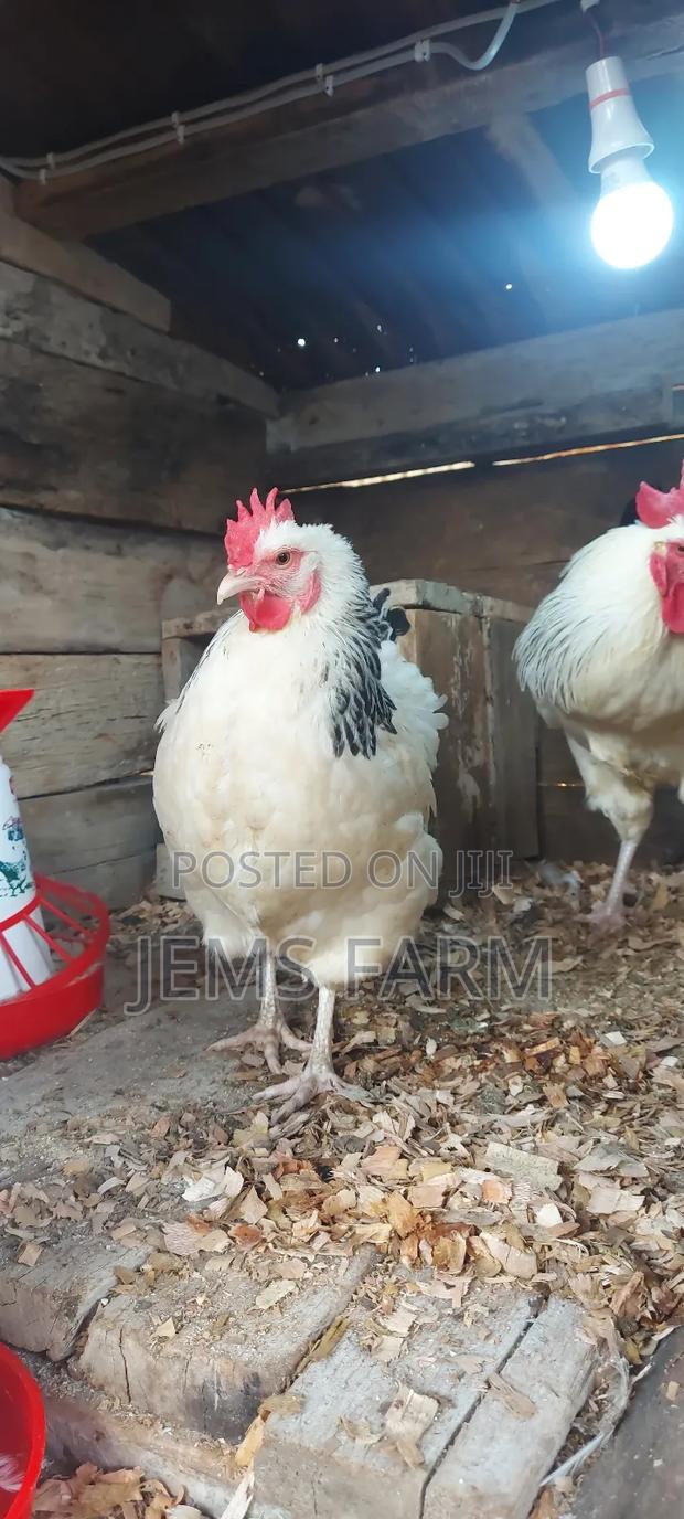 Light Sussex Day Old Chicks - thumbnail 7