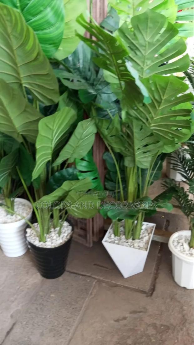 Big Leaves Plants KSH a Set