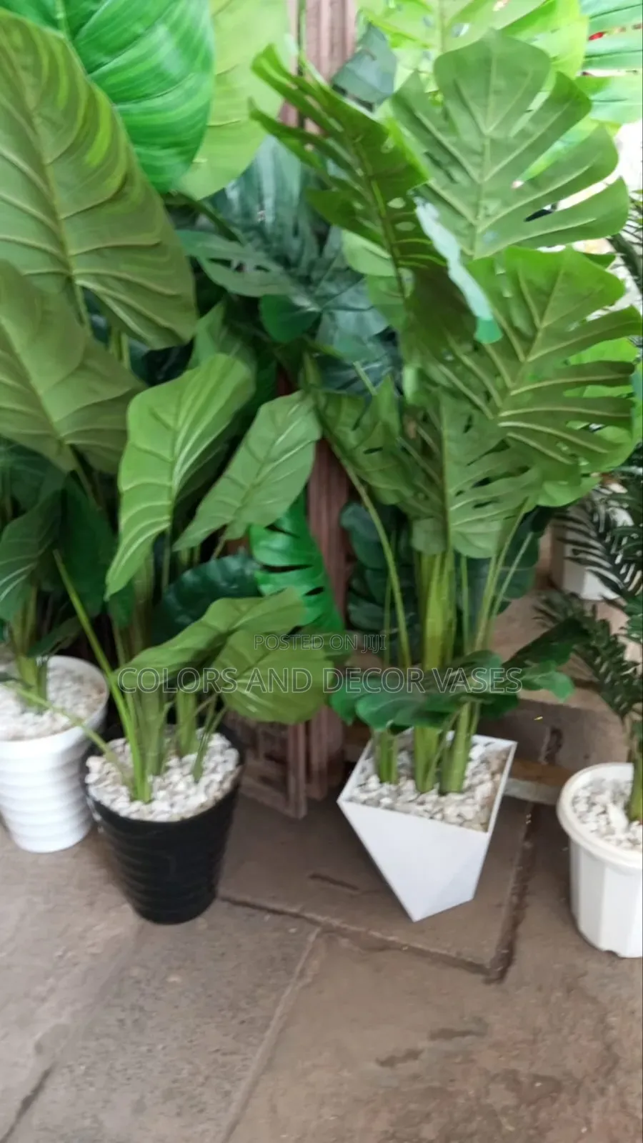 Big Leaves Plants KSH a Set