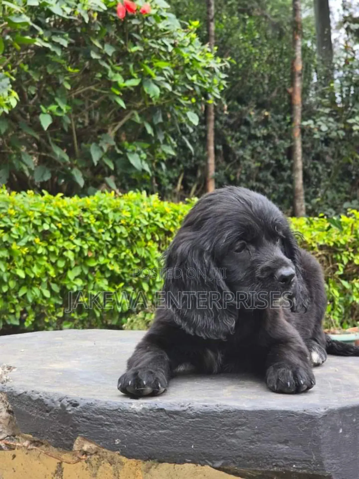 1-3 months Male Purebred English Cocker Spaniel