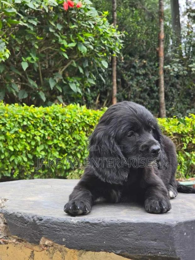 1-3 months Male Purebred English Cocker Spaniel - thumbnail 2