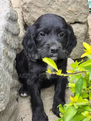 1-3 months Female Purebred English Cocker Spaniel
