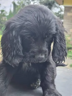 1-3 months Male Purebred English Cocker Spaniel