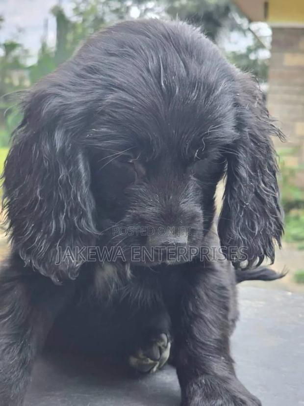 1-3 months Male Purebred English Cocker Spaniel - thumbnail 3