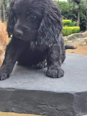 1-3 months Male Purebred English Cocker Spaniel - thumbnail 2