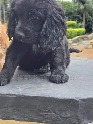 1-3 months Male Purebred English Cocker Spaniel