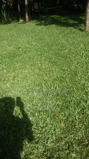Pemba Grass